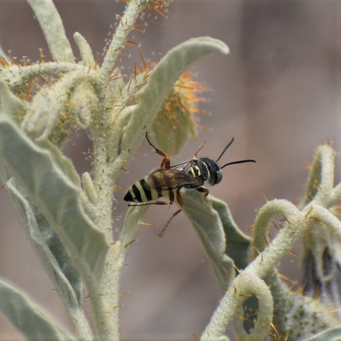 Biodiversidad del río San Pedro y Conchos, Chihuahua. Municipios de Meoqui, Rosales, Saucillo, Julimes y Satevó. Avispas, Orden Hymenoptera.