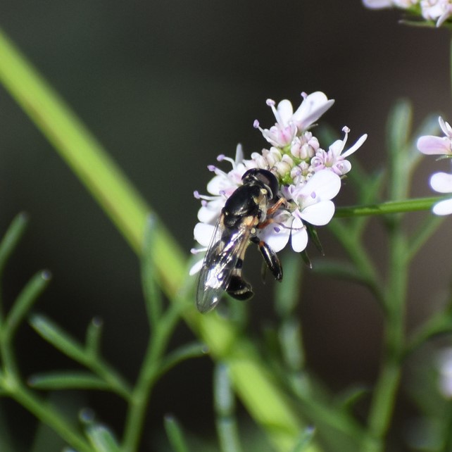 Biodiversidad del río San Pedro y Conchos, Chihuahua. Municipios de Meoqui, Delicias, Rosales, Saucillo, Julimes y Satevó. Moscas y mosquitos, Orden Diptera.
