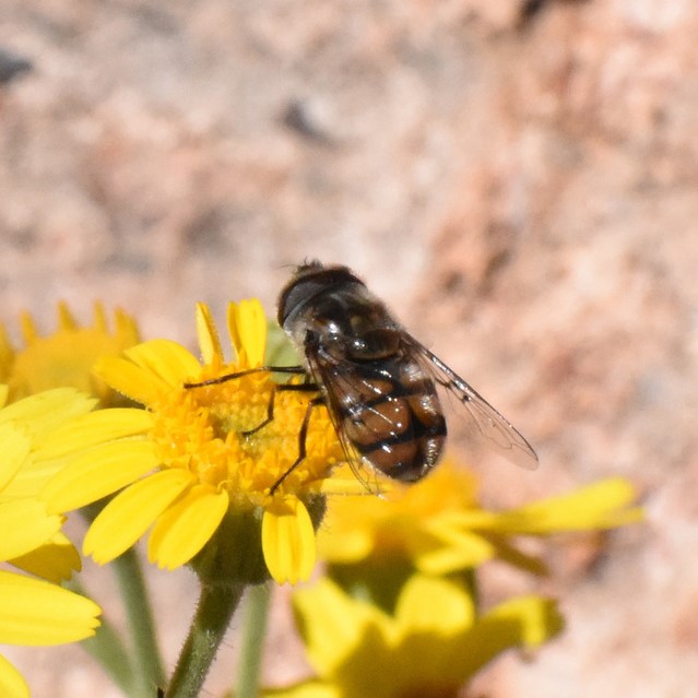 Biodiversidad del río San Pedro y Conchos, Chihuahua. Municipios de Meoqui, Delicias, Rosales, Saucillo, Julimes y Satevó. Moscas y mosquitos, Orden Diptera.
