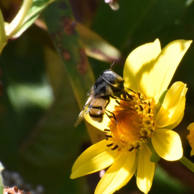 Biodiversidad del río San Pedro y Conchos, Chihuahua. Municipios de Meoqui, Delicias, Rosales, Saucillo, Julimes y Satevó. Moscas y mosquitos, Orden Diptera.