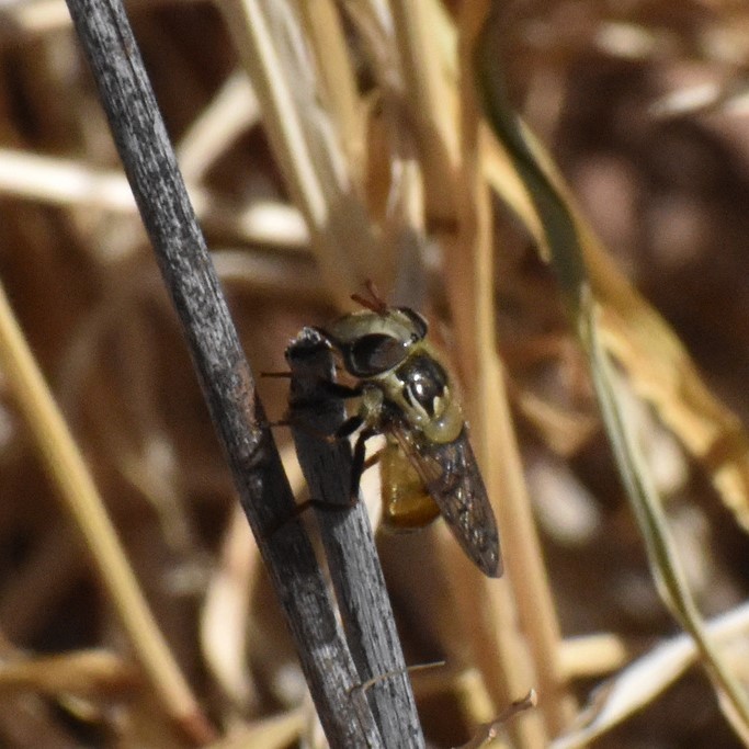 Biodiversidad del río San Pedro y Conchos, Chihuahua. Municipios de Meoqui, Delicias, Rosales, Saucillo, Julimes y Satevó. Moscas y mosquitos, Orden Diptera.