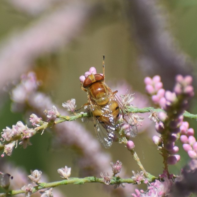 Biodiversidad del río San Pedro y Conchos, Chihuahua. Municipios de Meoqui, Delicias, Rosales, Saucillo, Julimes y Satevó. Moscas y mosquitos, Orden Diptera.