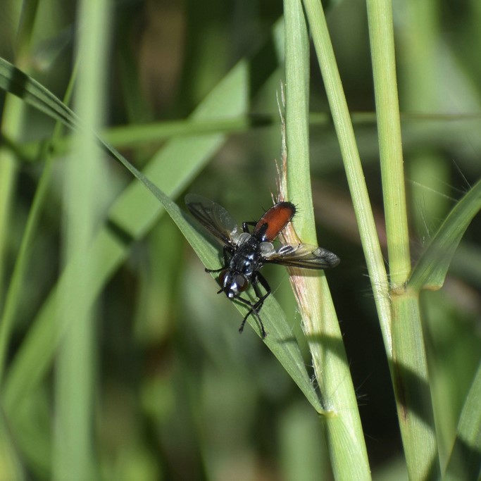 Biodiversidad del río San Pedro y Conchos, Chihuahua. Municipios de Meoqui, Delicias, Rosales, Saucillo, Julimes y Satevó. Moscas y mosquitos, Orden Diptera.