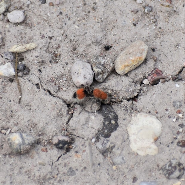 Biodiversidad del río San Pedro y Conchos, Chihuahua. Municipios de Meoqui, Rosales, Saucillo, Julimes y Satevó.