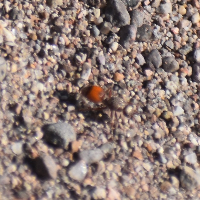 Biodiversidad del río San Pedro y Conchos, Chihuahua. Municipios de Meoqui, Rosales, Saucillo, Julimes y Satevó.