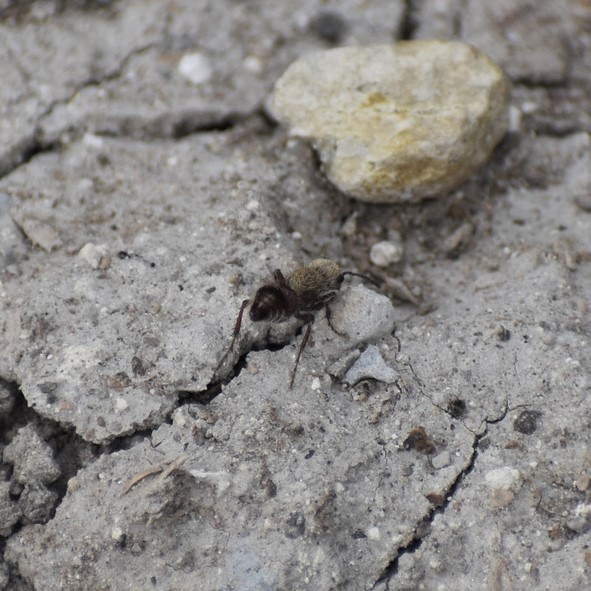 Biodiversidad del río San Pedro y Conchos, Chihuahua. Municipios de Meoqui, Rosales, Saucillo, Julimes y Satevó.
