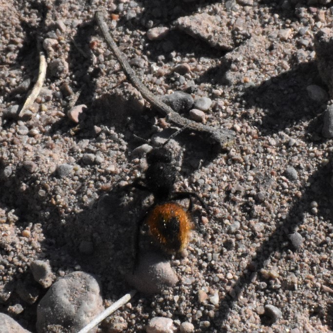 Biodiversidad del río San Pedro y Conchos, Chihuahua. Municipios de Meoqui, Rosales, Saucillo, Julimes y Satevó.