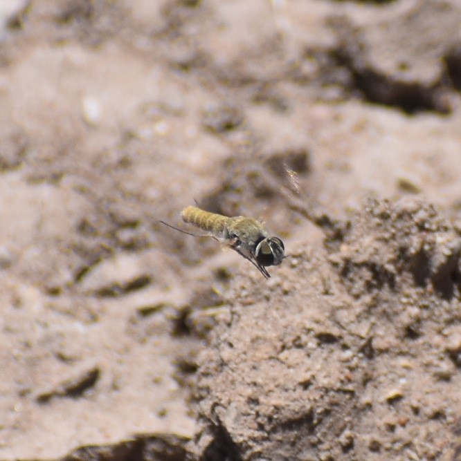 Biodiversidad del río San Pedro y Conchos, Chihuahua. Municipios de Meoqui, Delicias, Rosales, Saucillo, Julimes y Satevó. Moscas y mosquitos, Orden Diptera.