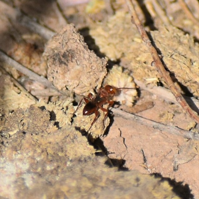 Biodiversidad del río San Pedro y Conchos, Chihuahua. Municipios de Meoqui, Rosales, Saucillo, Julimes y Satevó. Avispas, Orden Hymenoptera.