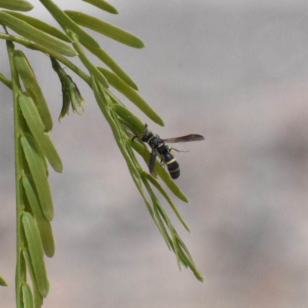 Biodiversidad del río San Pedro y Conchos, Chihuahua. Municipios de Meoqui, Rosales, Saucillo, Julimes y Satevó. Avispas, Orden Hymenoptera.