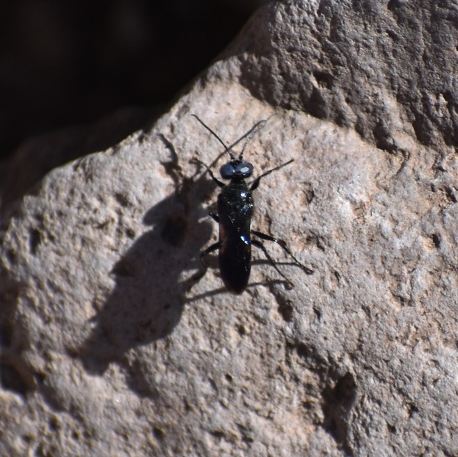 Biodiversidad del río San Pedro y Conchos, Chihuahua. Municipios de Meoqui, Rosales, Saucillo, Julimes y Satevó. Avispas, Orden Hymenoptera.