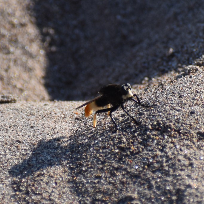 Biodiversidad del río San Pedro y Conchos, Chihuahua. Municipios de Meoqui, Delicias, Rosales, Saucillo, Julimes y Satevó. Moscas y mosquitos, Orden Diptera.