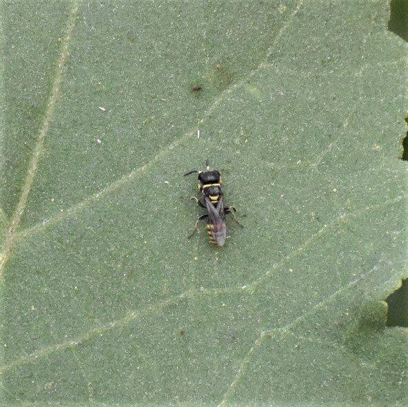 Biodiversidad del río San Pedro y Conchos, Chihuahua. Municipios de Meoqui, Rosales, Saucillo, Julimes y Satevó. Avispas, Orden Hymenoptera.