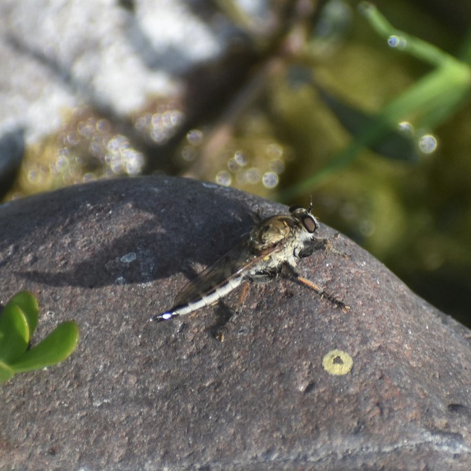 Biodiversidad del río San Pedro y Conchos, Chihuahua. Municipios de Meoqui, Delicias, Rosales, Saucillo, Julimes y Satevó. Moscas y mosquitos, Orden Diptera.
