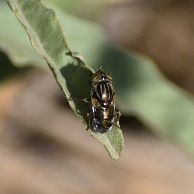 Biodiversidad del río San Pedro y Conchos, Chihuahua. Municipios de Meoqui, Delicias, Rosales, Saucillo, Julimes y Satevó. Moscas y mosquitos, Orden Diptera.