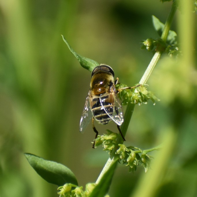 Biodiversidad del río San Pedro y Conchos, Chihuahua. Municipios de Meoqui, Delicias, Rosales, Saucillo, Julimes y Satevó. Moscas y mosquitos, Orden Diptera.