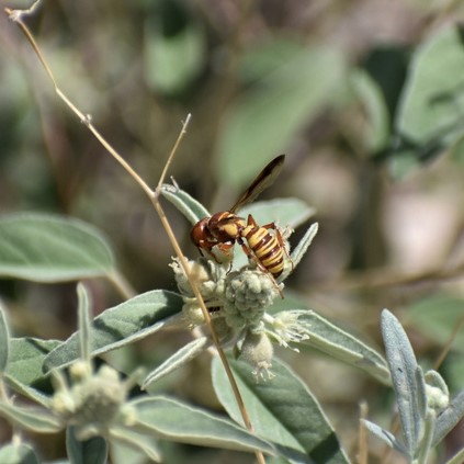 Biodiversidad del río San Pedro y Conchos, Chihuahua. Municipios de Meoqui, Rosales, Saucillo, Julimes y Satevó. Avispas, Orden Hymenoptera.