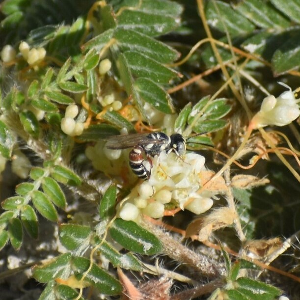 Biodiversidad del río San Pedro y Conchos, Chihuahua. Municipios de Meoqui, Rosales, Saucillo, Julimes y Satevó. Avispas, Orden Hymenoptera.