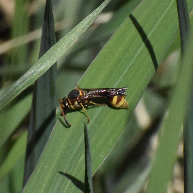 Biodiversidad del río San Pedro y Conchos, Chihuahua. Municipios de Meoqui, Rosales, Saucillo, Julimes y Satevó. Avispas, Orden Hymenoptera.