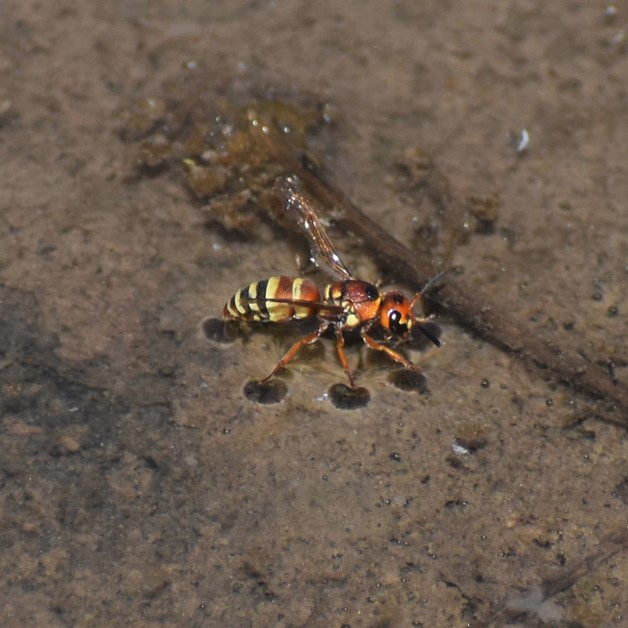 Biodiversidad del río San Pedro y Conchos, Chihuahua. Municipios de Meoqui, Rosales, Saucillo, Julimes y Satevó. Avispas, Orden Hymenoptera.