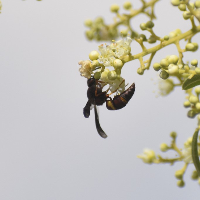 Biodiversidad del río San Pedro y Conchos, Chihuahua. Municipios de Meoqui, Rosales, Saucillo, Julimes y Satevó. Avispas, Orden Hymenoptera.