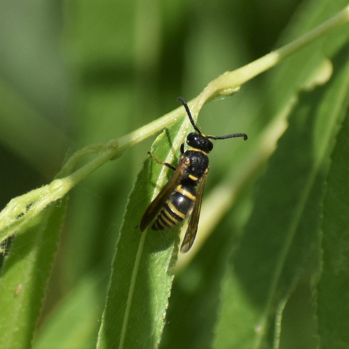 Biodiversidad del río San Pedro y Conchos, Chihuahua. Municipios de Meoqui, Rosales, Saucillo, Julimes y Satevó. Avispas, Orden Hymenoptera.