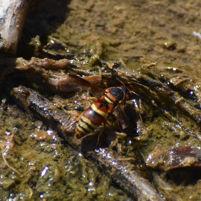 Biodiversidad del río San Pedro y Conchos, Chihuahua. Municipios de Meoqui, Rosales, Saucillo, Julimes y Satevó. Avispas, Orden Hymenoptera.