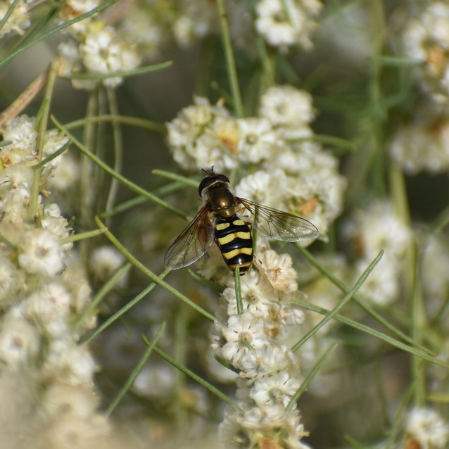 Biodiversidad del río San Pedro y Conchos, Chihuahua. Municipios de Meoqui, Delicias, Rosales, Saucillo, Julimes y Satevó. Moscas y mosquitos, Orden Diptera.
