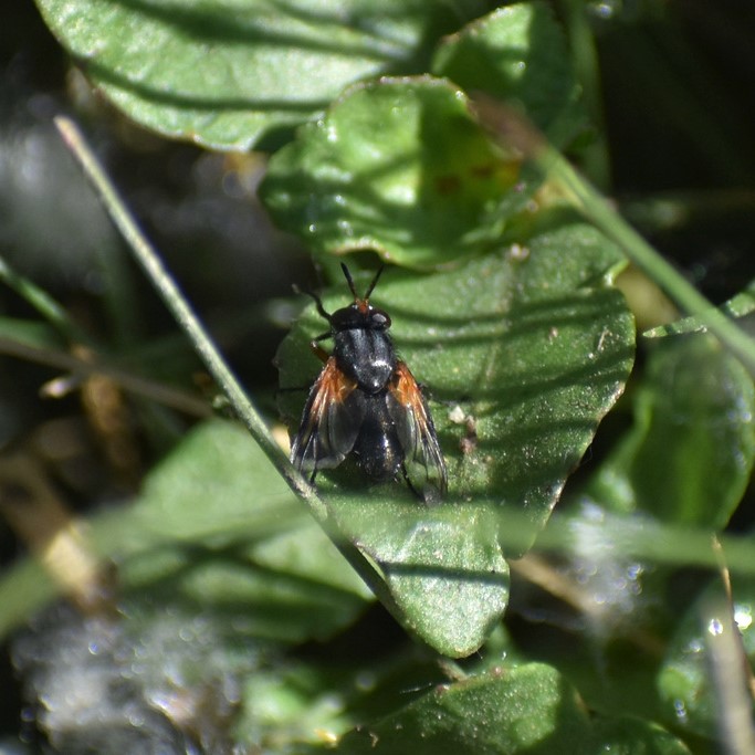 Biodiversidad del río San Pedro y Conchos, Chihuahua. Municipios de Meoqui, Delicias, Rosales, Saucillo, Julimes y Satevó. Moscas y mosquitos, Orden Diptera.