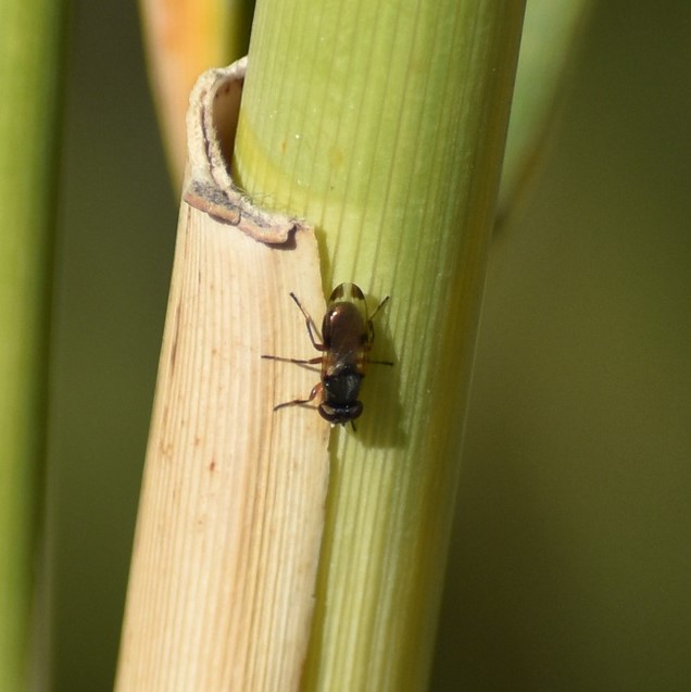 Biodiversidad del río San Pedro y Conchos, Chihuahua. Municipios de Meoqui, Delicias, Rosales, Saucillo, Julimes y Satevó. Moscas y mosquitos, Orden Diptera.