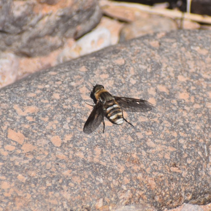Biodiversidad del río San Pedro y Conchos, Chihuahua. Municipios de Meoqui, Delicias, Rosales, Saucillo, Julimes y Satevó. Moscas y mosquitos, Orden Diptera.