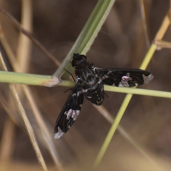 Biodiversidad del río San Pedro y Conchos, Chihuahua. Municipios de Meoqui, Delicias, Rosales, Saucillo, Julimes y Satevó. Moscas y mosquitos, Orden Diptera.