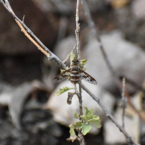 Biodiversidad del río San Pedro y Conchos, Chihuahua. Municipios de Meoqui, Delicias, Rosales, Saucillo, Julimes y Satevó. Moscas y mosquitos, Orden Diptera.
