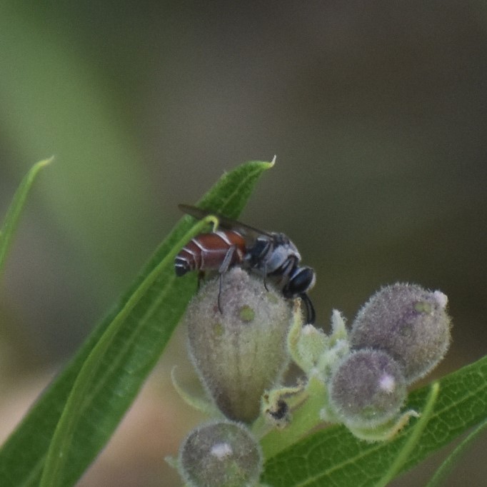 Biodiversidad del río San Pedro y Conchos, Chihuahua. Municipios de Meoqui, Rosales, Saucillo, Julimes y Satevó. Avispas, Orden Hymenoptera.