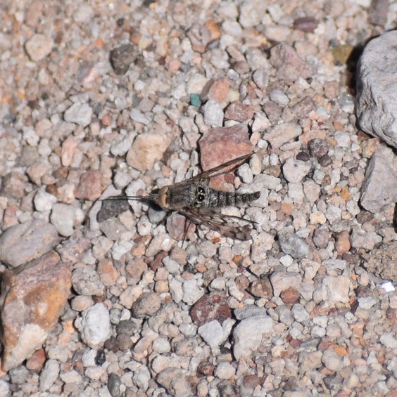 Biodiversidad del río San Pedro y Conchos, Chihuahua. Municipios de Meoqui, Delicias, Rosales, Saucillo, Julimes y Satevó. Moscas y mosquitos, Orden Diptera.