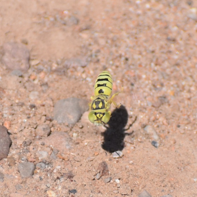 Biodiversidad del río San Pedro y Conchos, Chihuahua. Municipios de Meoqui, Rosales, Saucillo, Julimes y Satevó. Avispas, Orden Hymenoptera.