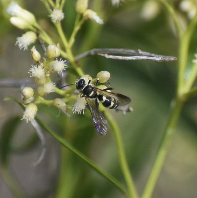 Biodiversidad del río San Pedro y Conchos, Chihuahua. Municipios de Meoqui, Rosales, Saucillo, Julimes y Satevó. Avispas, Orden Hymenoptera.