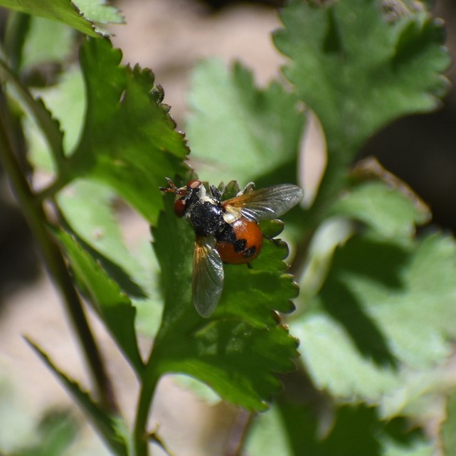 Biodiversidad del río San Pedro y Conchos, Chihuahua. Municipios de Meoqui, Delicias, Rosales, Saucillo, Julimes y Satevó. Moscas y mosquitos, Orden Diptera.