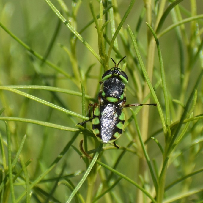 Biodiversidad del río San Pedro y Conchos, Chihuahua. Municipios de Meoqui, Delicias, Rosales, Saucillo, Julimes y Satevó. Moscas y mosquitos, Orden Diptera.