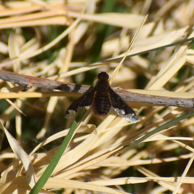 Biodiversidad del río San Pedro y Conchos, Chihuahua. Municipios de Meoqui, Delicias, Rosales, Saucillo, Julimes y Satevó. Moscas y mosquitos, Orden Diptera.