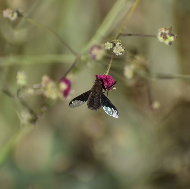 Biodiversidad del río San Pedro y Conchos, Chihuahua. Municipios de Meoqui, Delicias, Rosales, Saucillo, Julimes y Satevó. Moscas y mosquitos, Orden Diptera.
