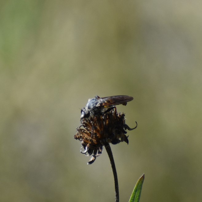 Biodiversidad del río San Pedro y Conchos, Chihuahua. Municipios de Meoqui, Delicias, Rosales, Saucillo, Julimes y Satevó. Moscas y mosquitos, Orden Diptera.