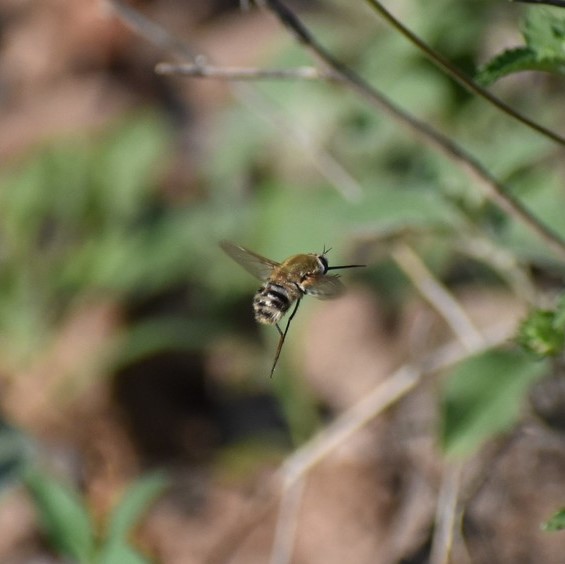 Biodiversidad del río San Pedro y Conchos, Chihuahua. Municipios de Meoqui, Delicias, Rosales, Saucillo, Julimes y Satevó. Moscas y mosquitos, Orden Diptera.
