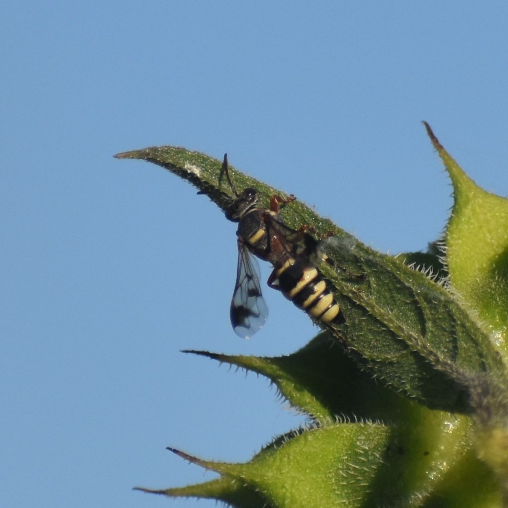 Biodiversidad del río San Pedro y Conchos, Chihuahua. Municipios de Meoqui, Rosales, Saucillo, Julimes y Satevó. Avispas, Orden Hymenoptera.