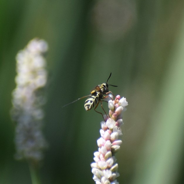 Biodiversidad del río San Pedro y Conchos, Chihuahua. Municipios de Meoqui, Delicias, Rosales, Saucillo, Julimes y Satevó. Moscas y mosquitos, Orden Diptera.