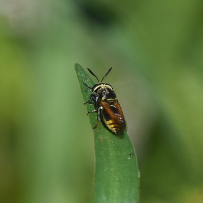 Biodiversidad del río San Pedro y Conchos, Chihuahua. Municipios de Meoqui, Delicias, Rosales, Saucillo, Julimes y Satevó. Moscas y mosquitos, Orden Diptera.