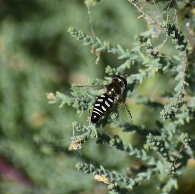 Biodiversidad del río San Pedro y Conchos, Chihuahua. Municipios de Meoqui, Delicias, Rosales, Saucillo, Julimes y Satevó. Moscas y mosquitos, Orden Diptera.