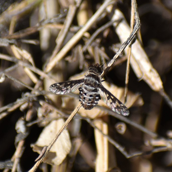 Biodiversidad del río San Pedro y Conchos, Chihuahua. Municipios de Meoqui, Delicias, Rosales, Saucillo, Julimes y Satevó. Moscas y mosquitos, Orden Diptera.