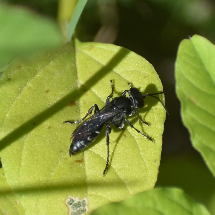 Biodiversidad del río San Pedro y Conchos, Chihuahua. Municipios de Meoqui, Rosales, Saucillo, Julimes y Satevó. Avispas, Orden Hymenoptera.