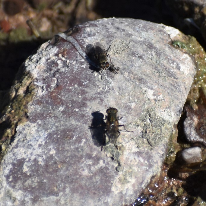 Biodiversidad del río San Pedro y Conchos, Chihuahua. Municipios de Meoqui, Delicias, Rosales, Saucillo, Julimes y Satevó. Moscas y mosquitos, Orden Diptera.
